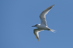 Thalasseus sandvicensis