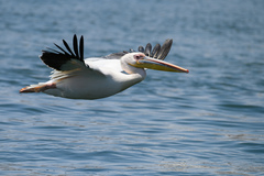 Pelecanus onocrotalus