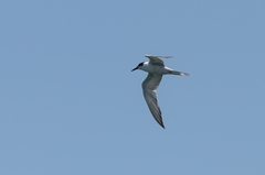 Sterna hirundo