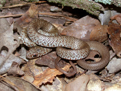 Coluber constrictor etheridgei