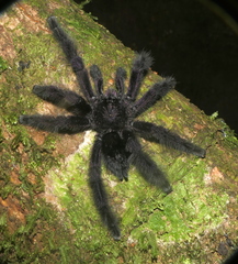 Avicularia purpurea