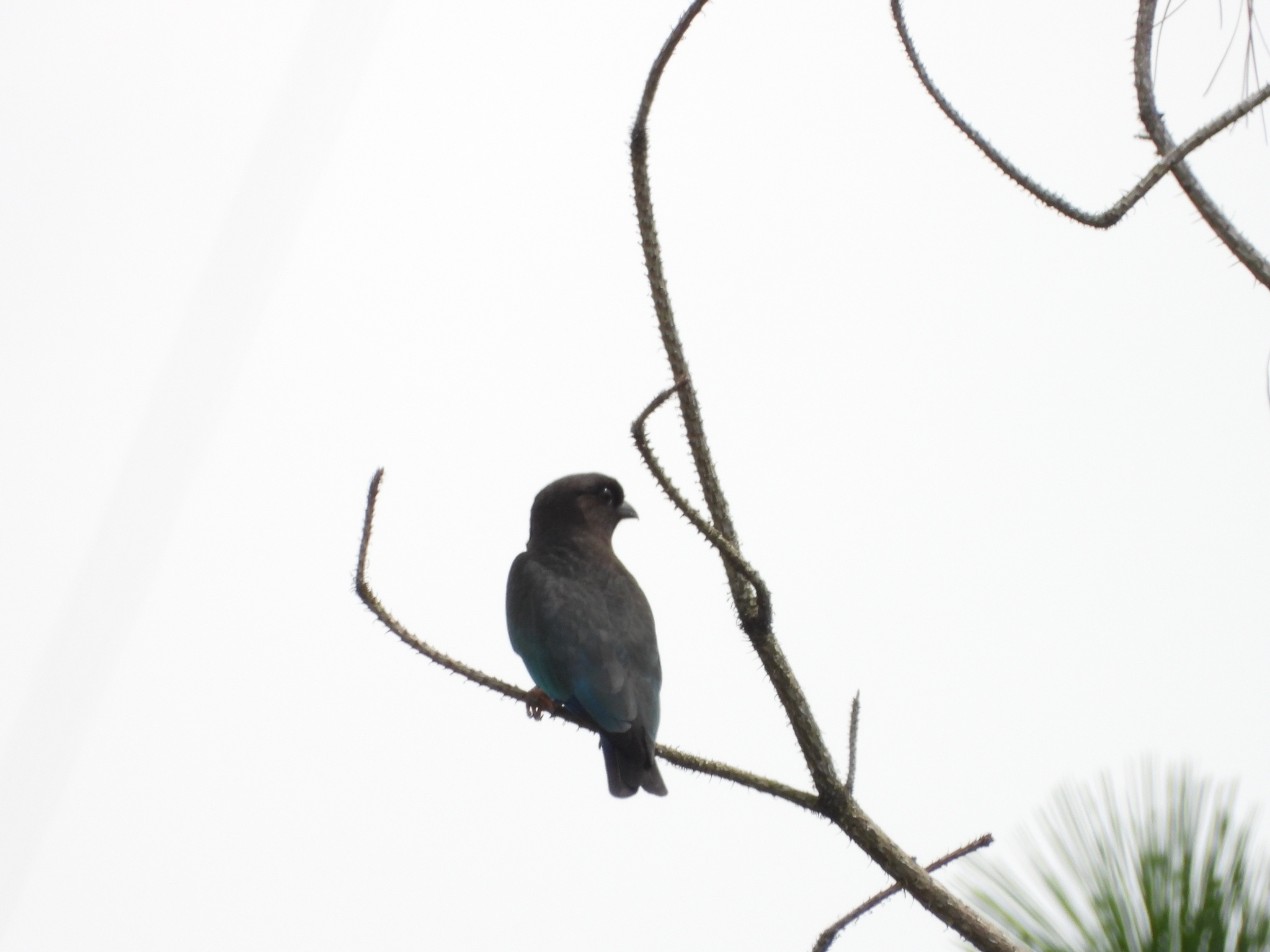 Oriental Dollarbird
