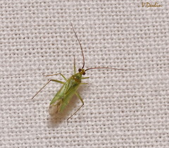 Blepharidopterus angulatus