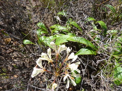 Pelargonium carneum