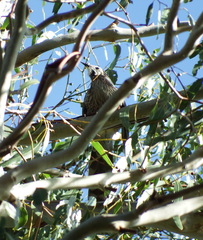 Anthochaera paradoxa