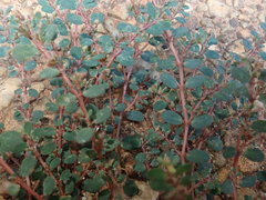 Euphorbia prostrata