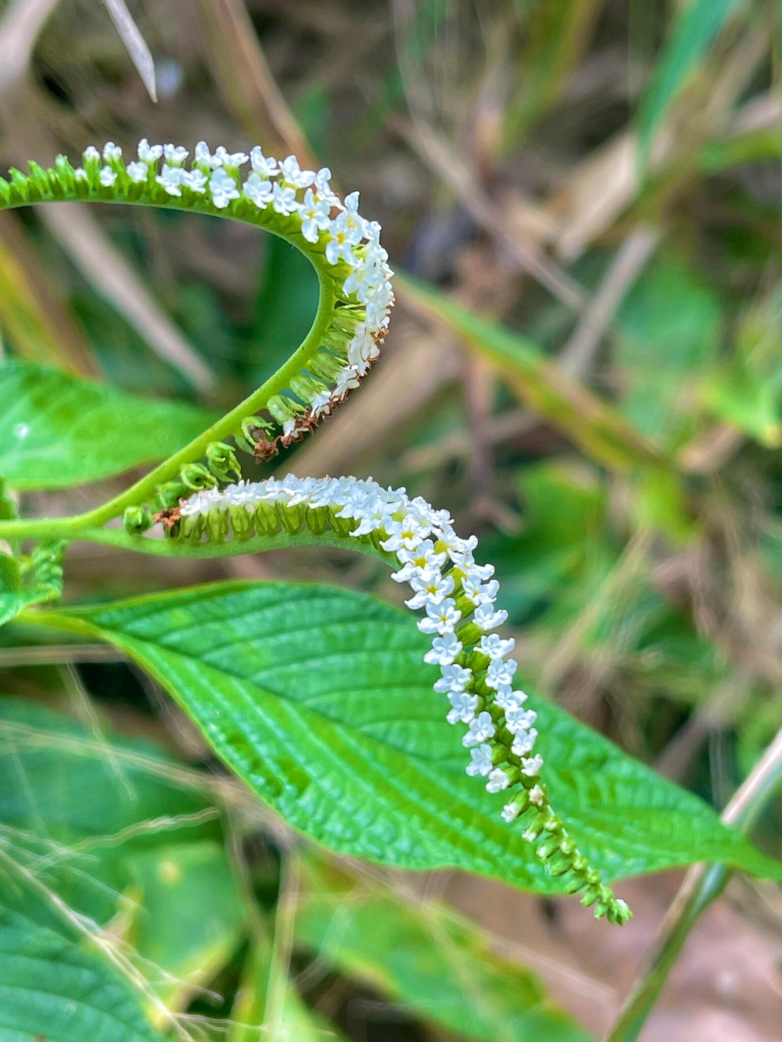 Heliotropium angiospermum