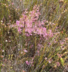Erica palliiflora