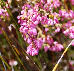 Erica palliiflora
