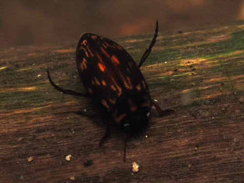 Nectoboreus aequinoctialis