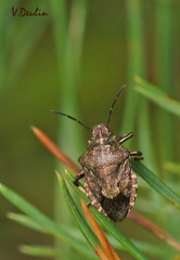 Rhacognathus punctatus