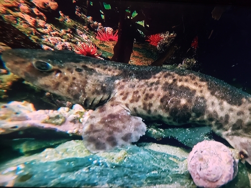 Red-spotted cat shark (Schroederichthys chilensis) — Scyliorhinidae — 5