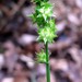 Carex cephaloidea - Photo (c) Leanne Wallis, alguns direitos reservados (CC BY-NC), uploaded by Leanne Wallis