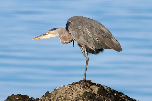 Great Blue Heron
