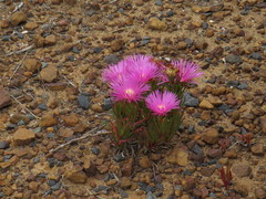 Lampranthus tenuifolius