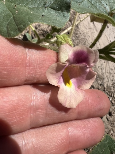 Doubleclaw (Proboscidea parviflora)