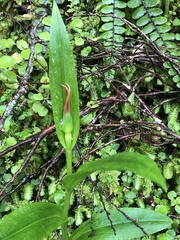 Pterostylis australis