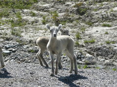 Ovis dalli stonei