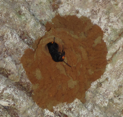Synagris analis