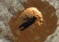 Synagris analis