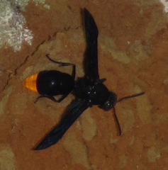 Synagris analis