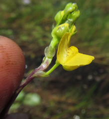 Utricularia stellaris
