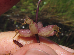 Utricularia stellaris