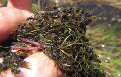 Utricularia stellaris