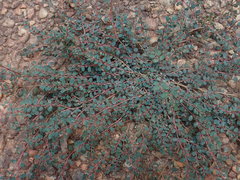 Euphorbia prostrata