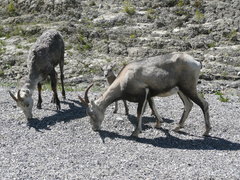 Ovis dalli stonei