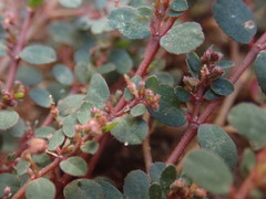 Euphorbia prostrata