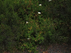 Arctotis aspera aspera