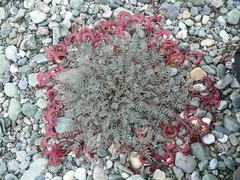 Astragalus nutzotinensis