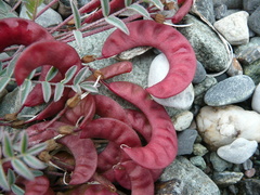 Astragalus nutzotinensis