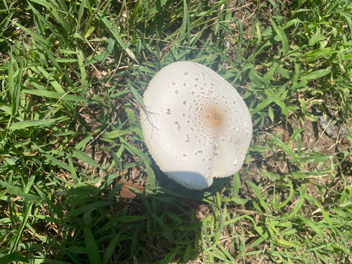 Chlorophyllum molybdites