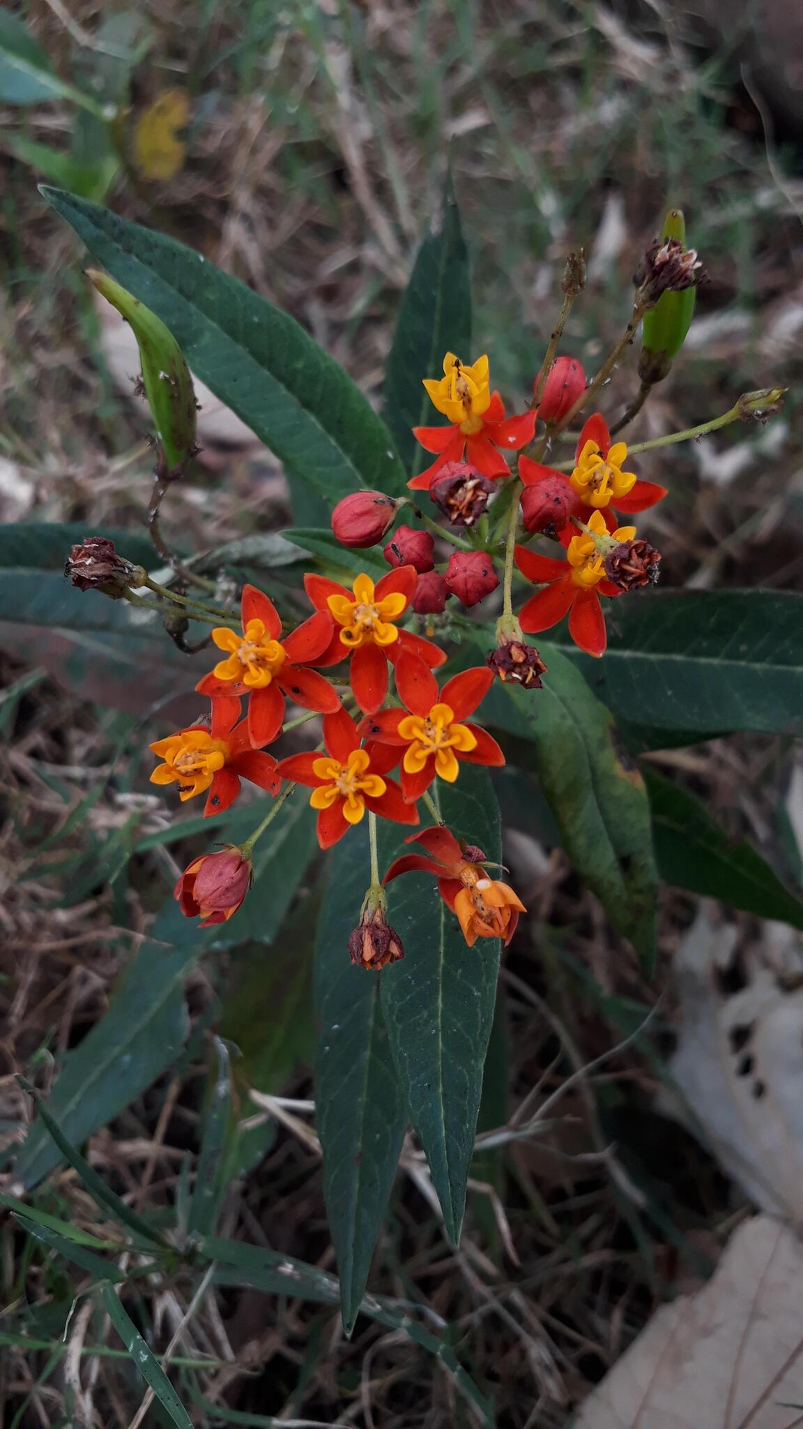 Asclepias curassavica