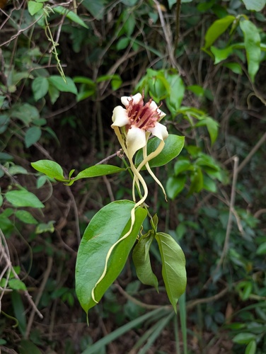 Strophanthus sarmentosus, photograph 6