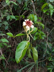 Strophanthus sarmentosus, photograph (c) Zac Peterson, some rights reserved (CC BY)