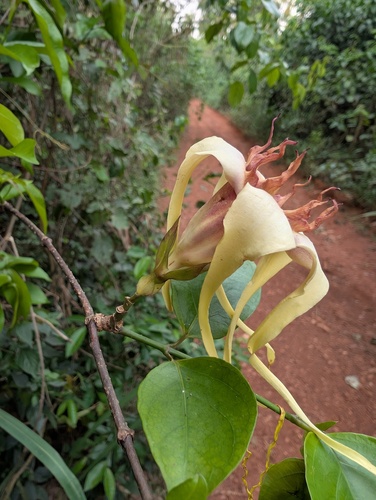 Strophanthus sarmentosus, photograph 4