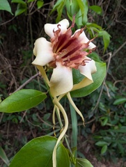 Strophanthus sarmentosus, photograph (c) Zac Peterson, some rights reserved (CC BY)