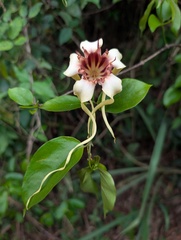Strophanthus sarmentosus
