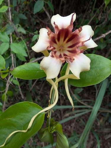 Strophanthus sarmentosus, photograph 2