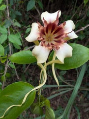 Strophanthus sarmentosus, photograph (c) Zac Peterson, some rights reserved (CC BY)