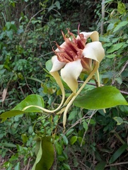 Strophanthus sarmentosus, photograph (c) Zac Peterson, some rights reserved (CC BY)