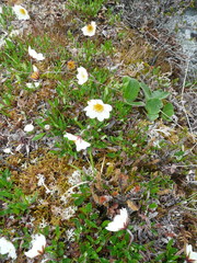 Dryas integrifolia sylvatica