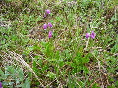 Primula frigida