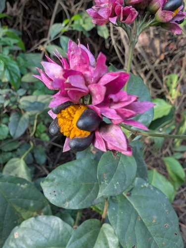Umbel clerodendrum (Clerodendrum umbellatum)