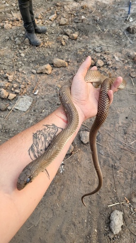 Eastern Rufous Beaked Snake