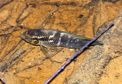 Cichlinae