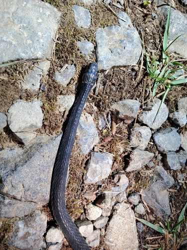 Photo of a Cope's Coffee Snake (Ninia psephota)